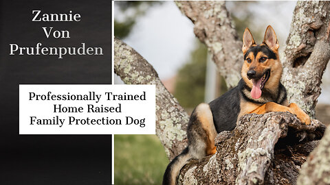 How a German Shepherd named Zannie became Elite!
