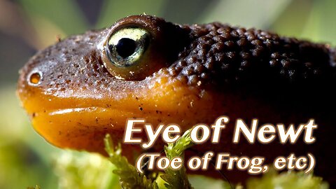 ~Eye Of Newt Toe Of Frog~