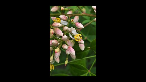Heavenly Bamboo