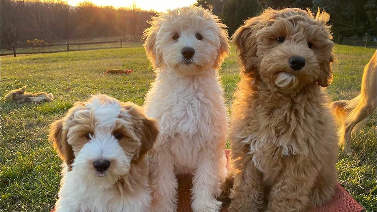 Goldendoodles - The Secret To Their Growing Popularity !