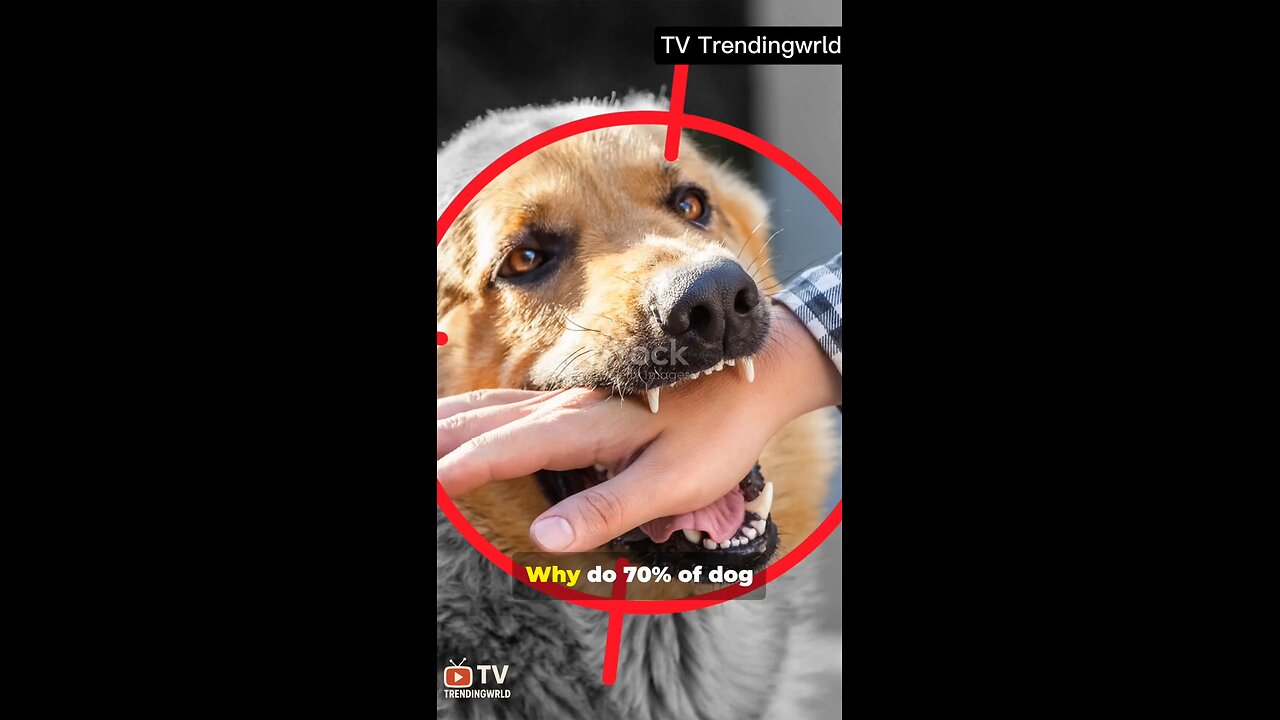 MOST DANGEROUS DOGS IN THE WORLD