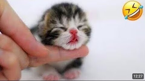 funny animals videos funniest cats and dogs 2025