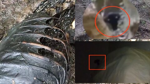 Top 10 Mysterious Creatures Caught On Camera | strange creatures