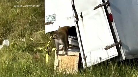 21 Research monkeys escape