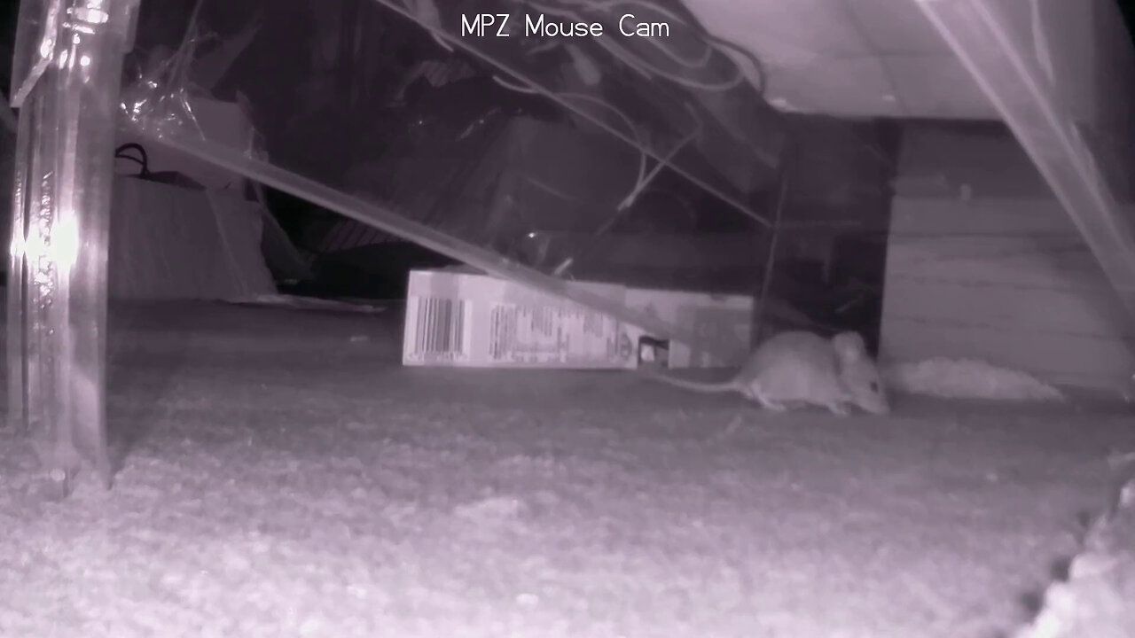 MacPCZone Infra Red Mousetrap Solenoid Edition Catches It's First Mouse