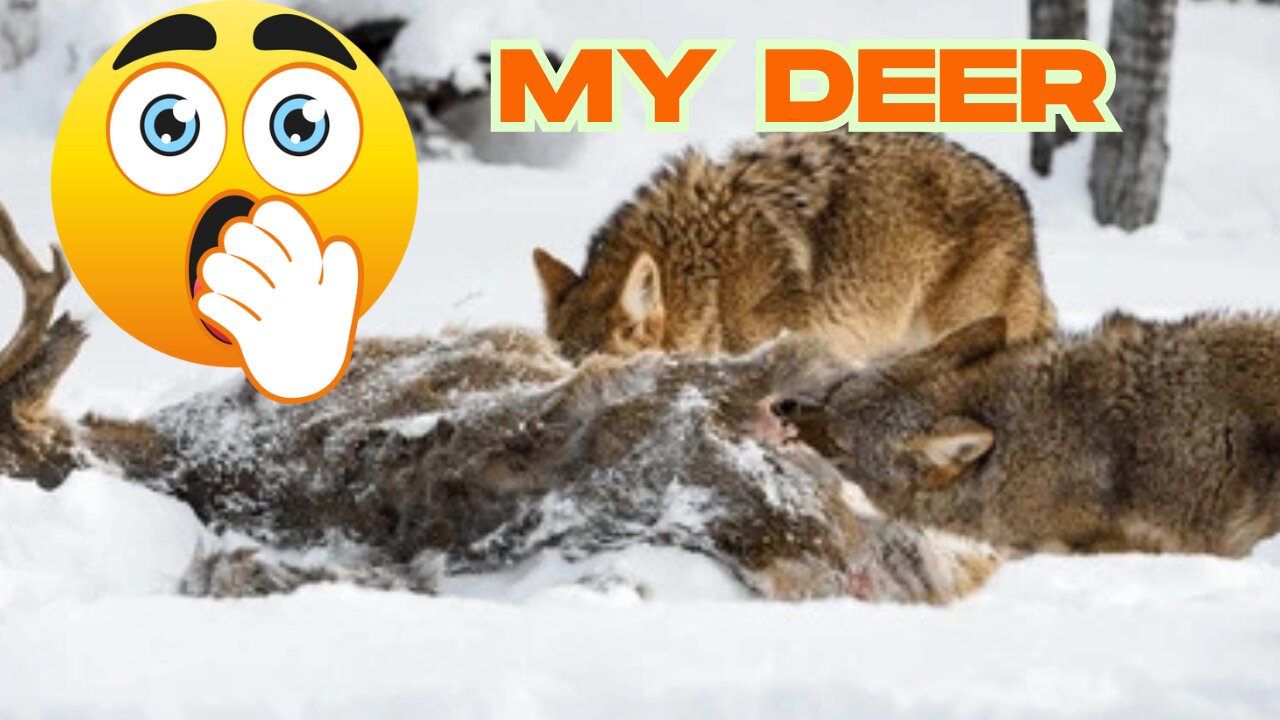 Hunting Down the Pack of Coyotes that Ate My Deer