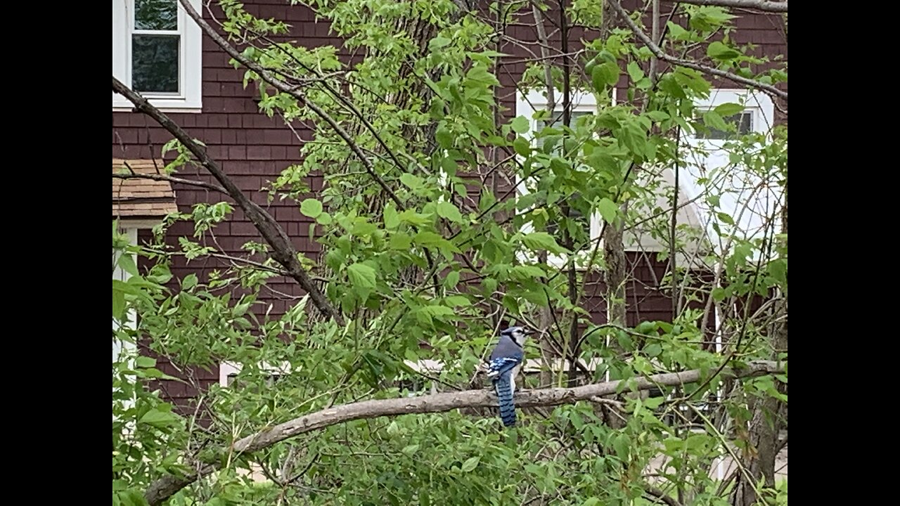 Blue Jay doesn’t need an elevator