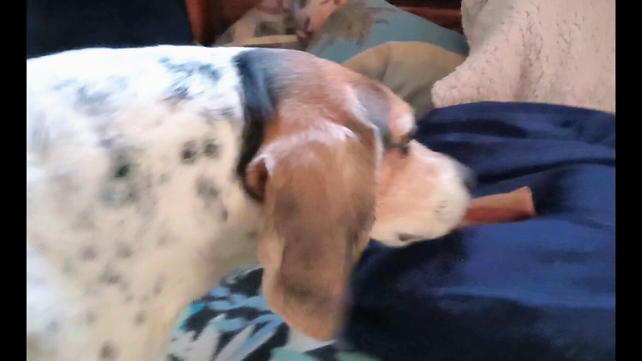 Bandit