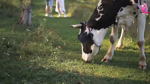 Cow Video 🐄