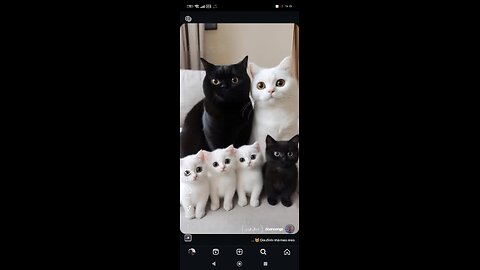 گربه های ملوس