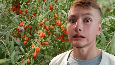 Transplanting Goji Berries - Homesteading Journey