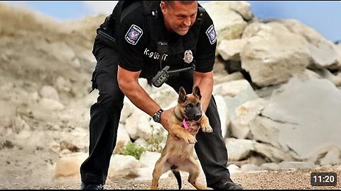 When A Police Dog’s First Day On Duty😁 Funny Dog Videos
