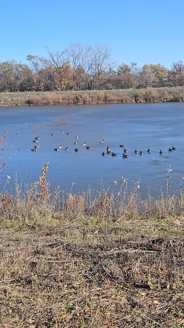 A Small Flock of Geese on Green Lake