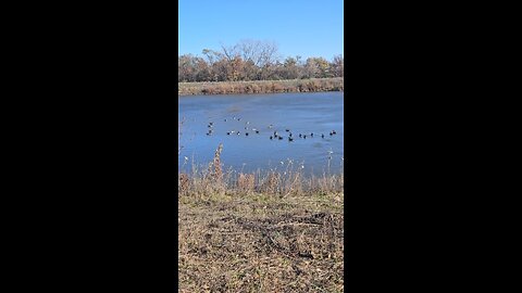 A Small Flock of Geese on Green Lake