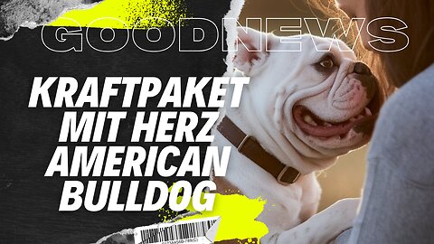 Die American Bulldog Story: Kraftpaket mit Herz #Familienhund #Powerdog #Wachhund #Hundetraining