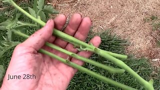 Gardening Quick Tip #20 - How to Make Free Tomato Plants From Suckers