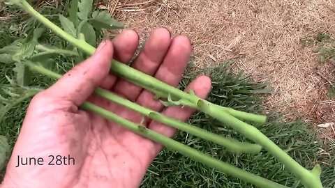 Gardening Quick Tip #20 - How to Make Free Tomato Plants From Suckers