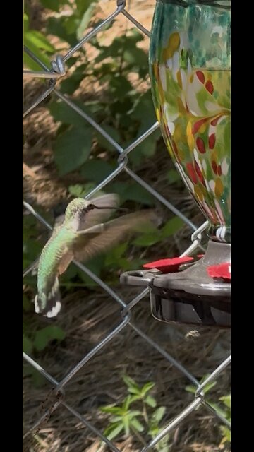 Hummingbirds are free to fly