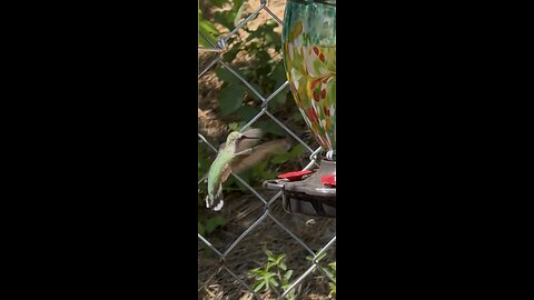 Hummingbirds are free to fly