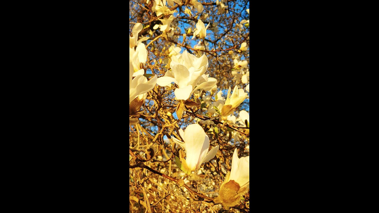 Star Magnolia