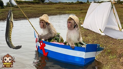 Monkey YiYi and YinYin catch big fish to sell as a place to live