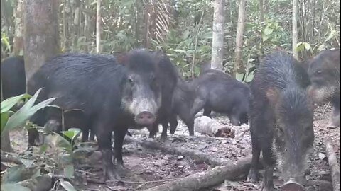 RECORD OF A HERD OF WILD PIGS IN THE AMAZON