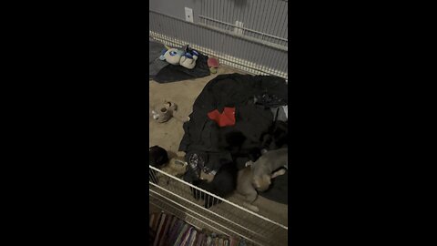 Puppies 7/26/25