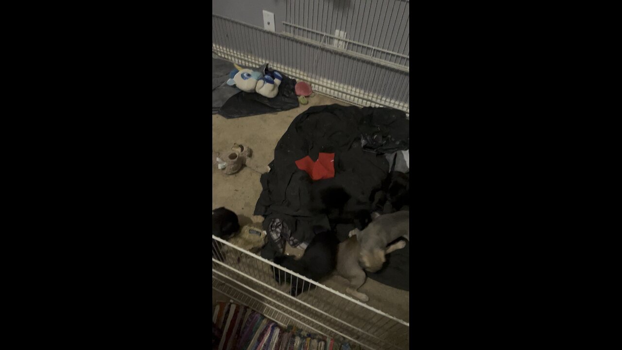 Puppies 7/26/25