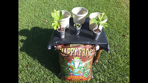 Up Potting Yolo Bypass Fig Cuttings 8/3/25