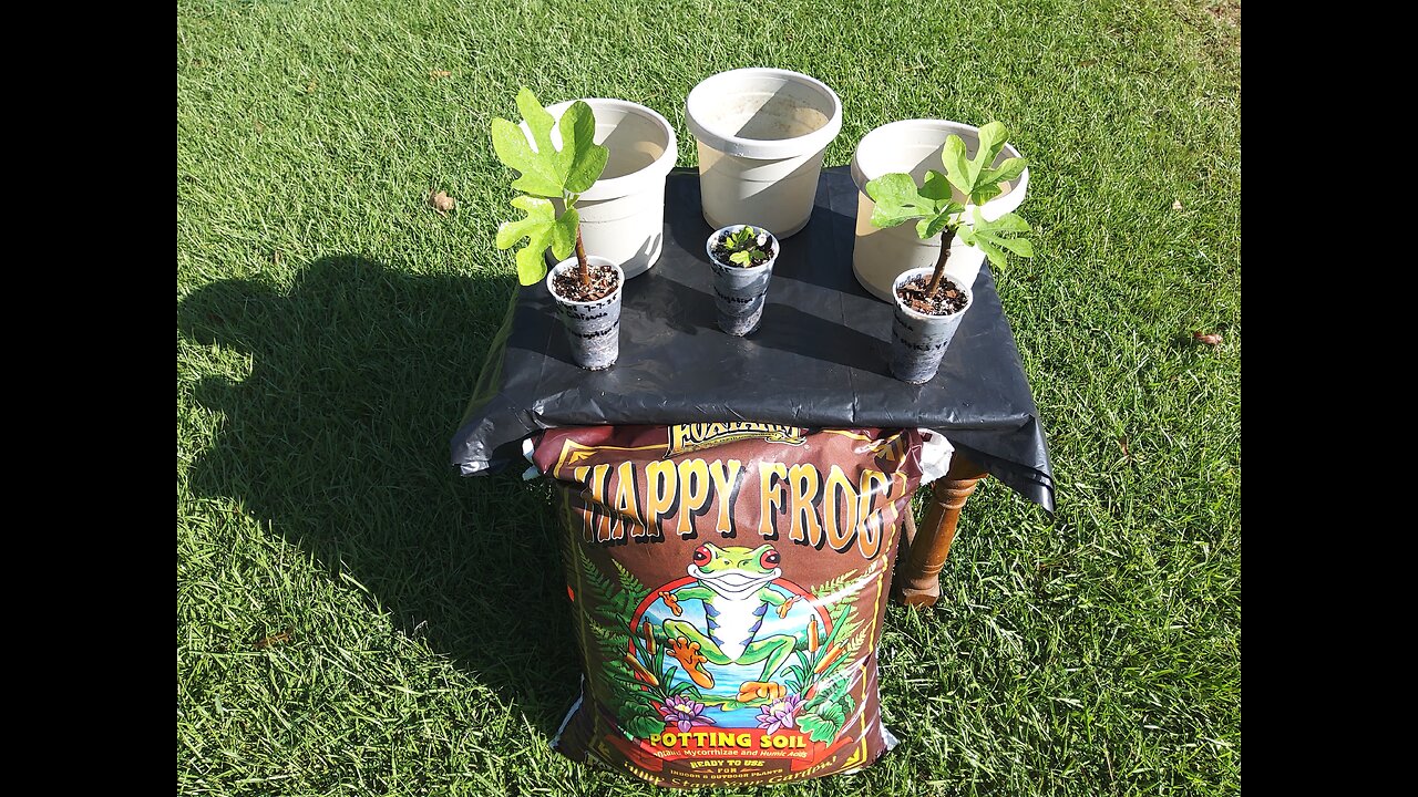 Up Potting Yolo Bypass Fig Cuttings 8/3/25