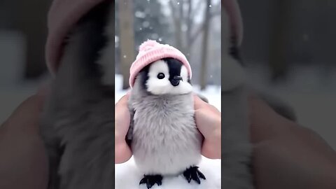 Cute Penguin 🐧😍