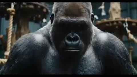 Man vs gorilla 🤣
