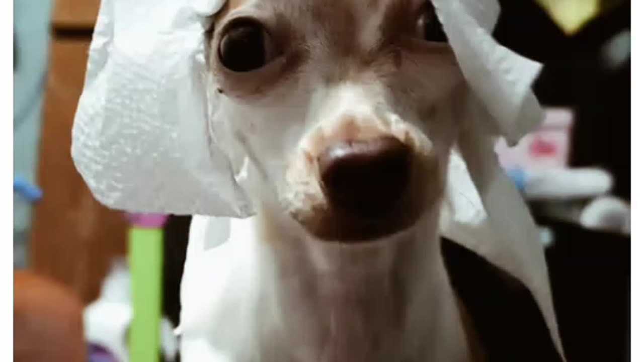 Try Not to Laugh – Funniest Cat Shorts Ever