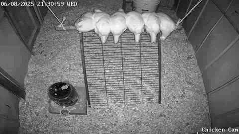 Millar Time Chicken Cam