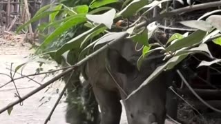 rhinoceros