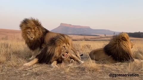 😂🦁 These Lion Brothers Are Hilarious! | FunFM