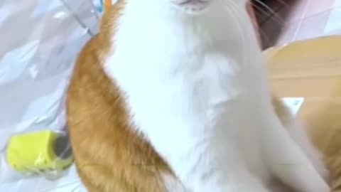 Funny Cats Imitating People