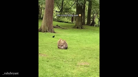 silly monkeys