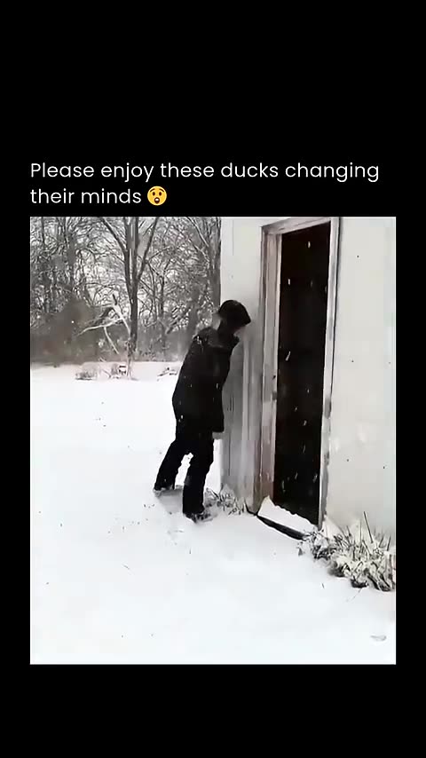 Please enjoy these ducks changing their minds