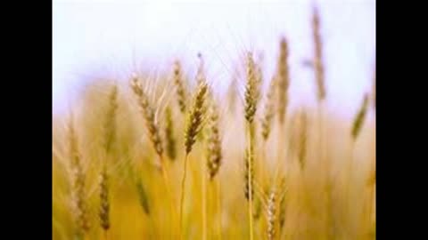 If A Grain Of Wheat Does Not Die / Sanctuary Church