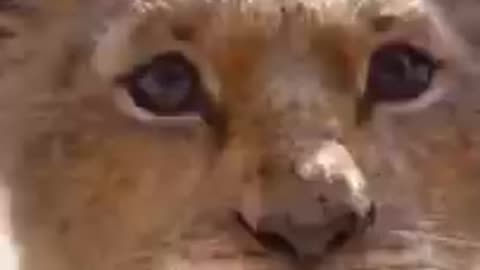 Cats Who Think They're Lions