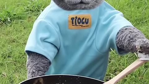 Animals Funny Video