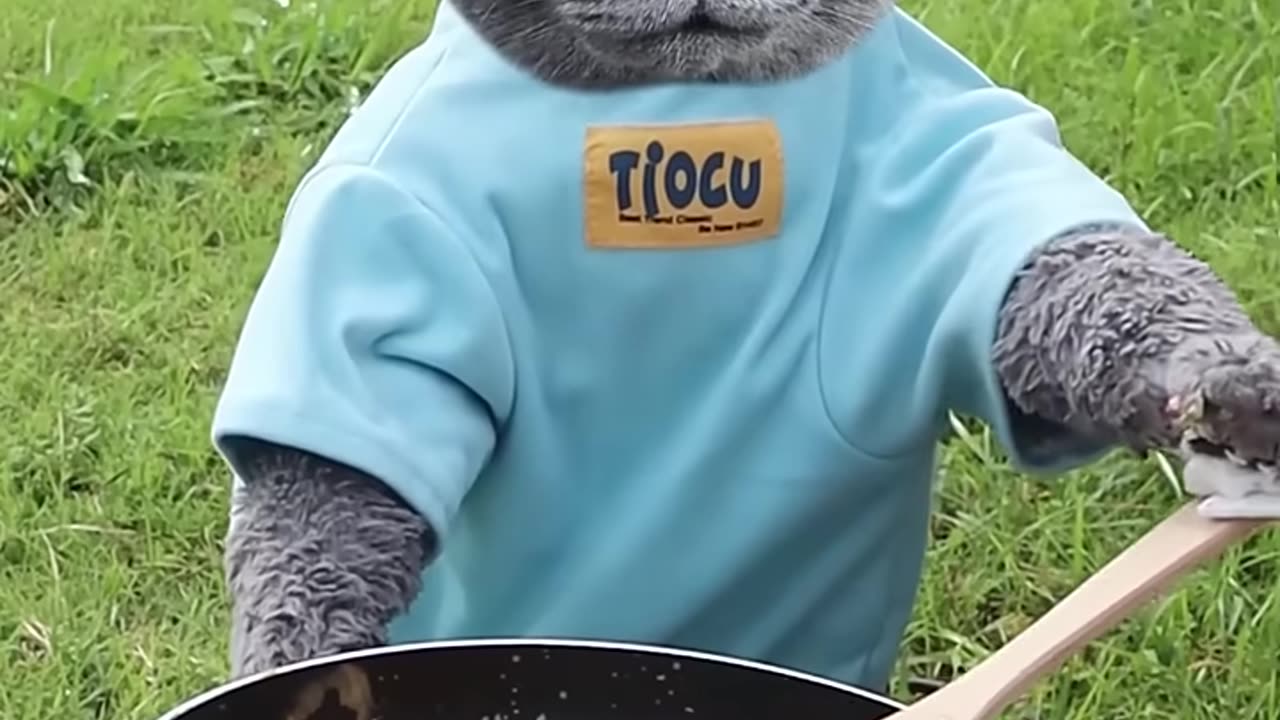 Animals Funny Video