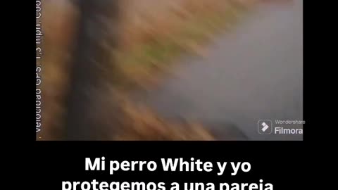 Mi perro White y yo protegemos a una pareja de un jovenlandés