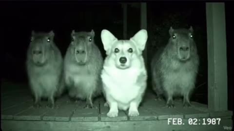 dogs are dancing