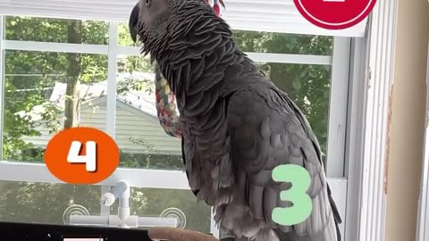 Parrot Counts to 5 ahahahhaah!!