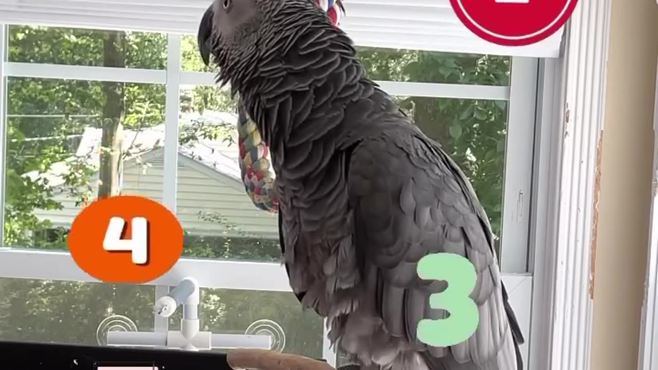 Parrot Counts to 5 ahahahhaah!!