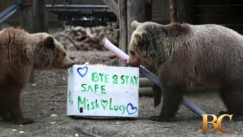 2 bears escape wildlife park enclosure, eat a 7-day supply of honey, then fall asleep