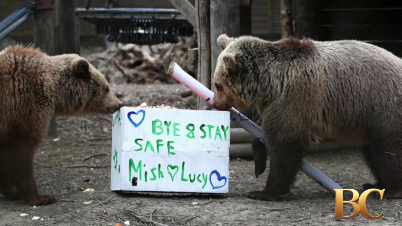 2 bears escape wildlife park enclosure, eat a 7-day supply of honey, then fall asleep
