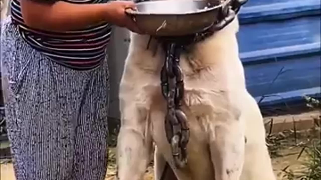 animals